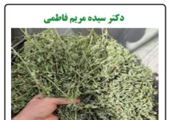 سوپرفود یا غذای دام