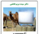 سرانه شیر شتر